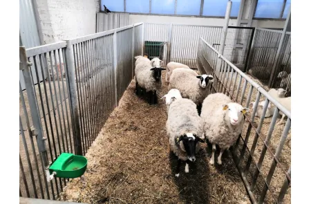 Поилка 3л индивидуальная предназначена для поения МРС, КРС и домашних животных, изображение 4